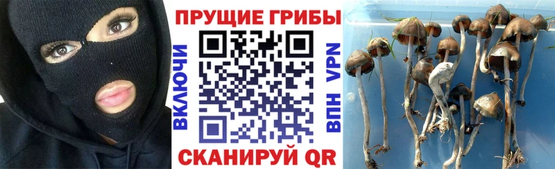 Псилоцибиновые грибы Psilocybe Игра
